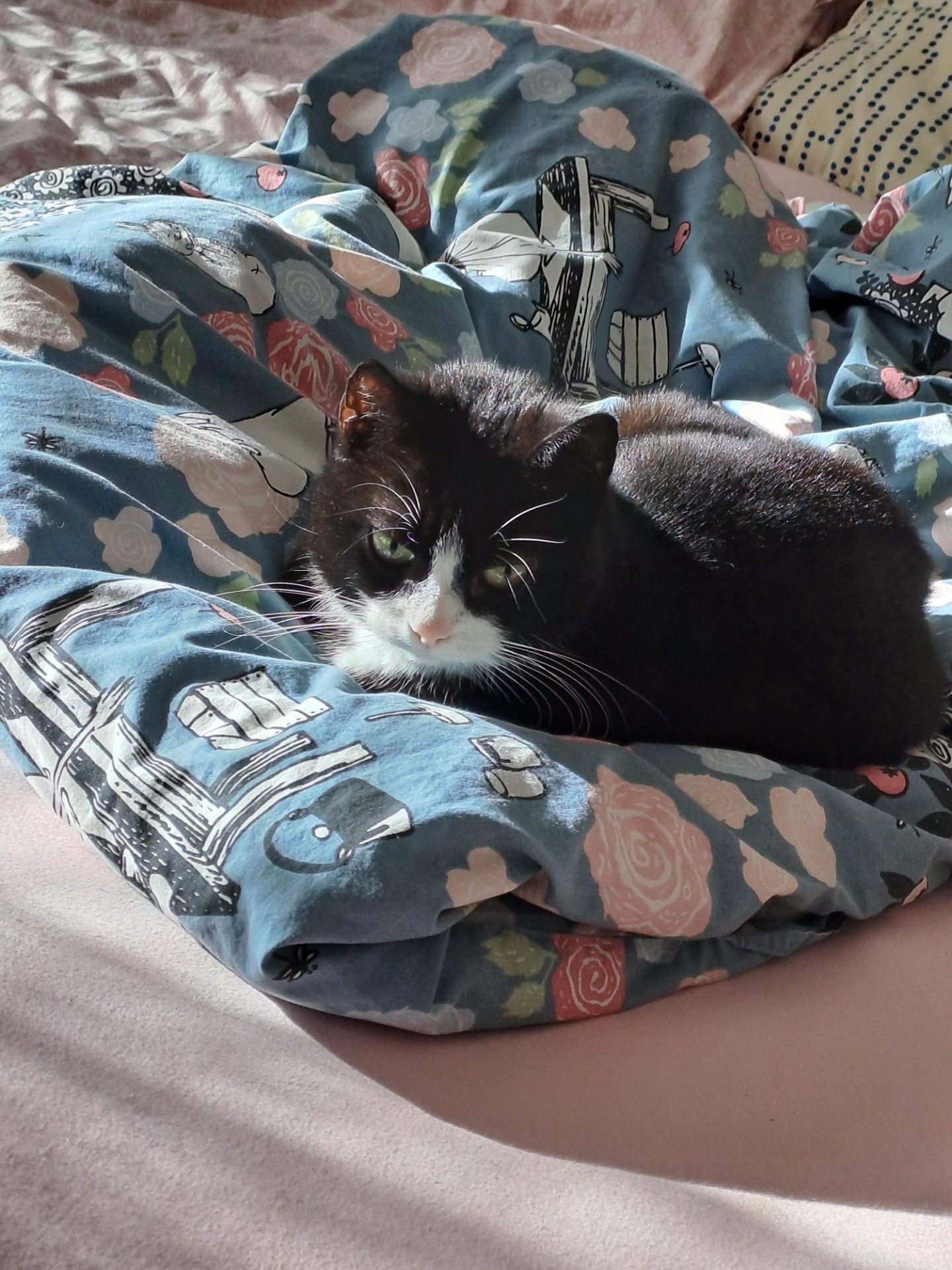 Kissakin nauttii syyspäivistä 🍁