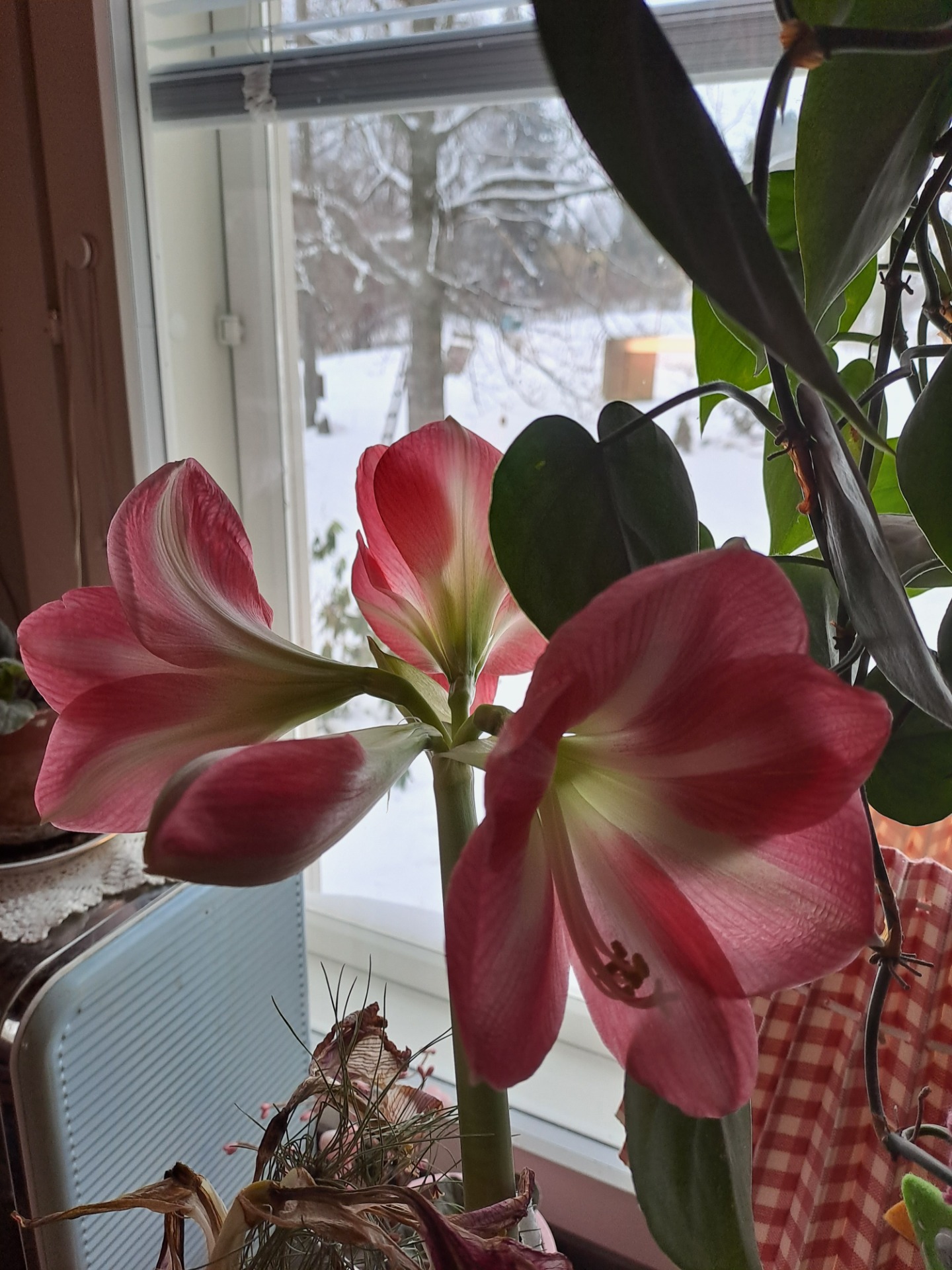 Joululahjaksi saamani Amaryllis on I.H.A.N.A 😍😍😍